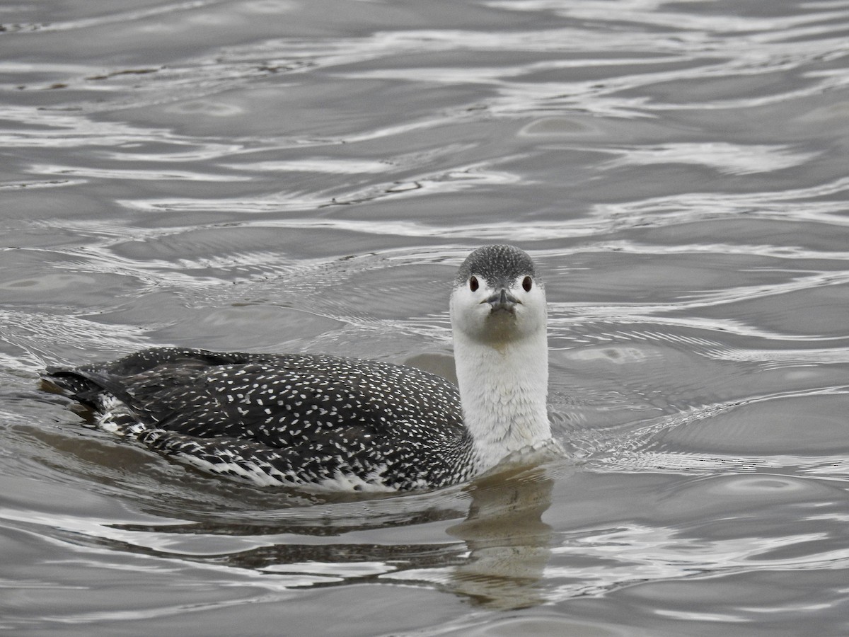 Red-throated Loon - ML88932701