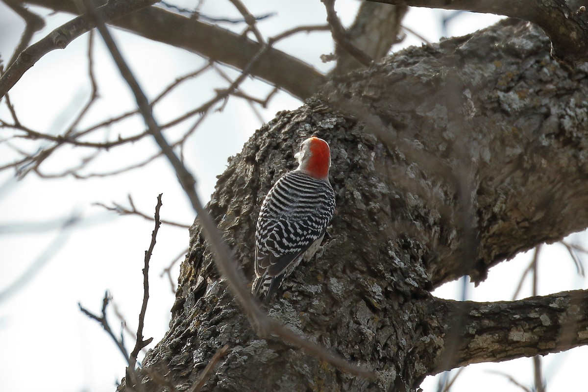 Red-bellied Woodpecker - ML88933651