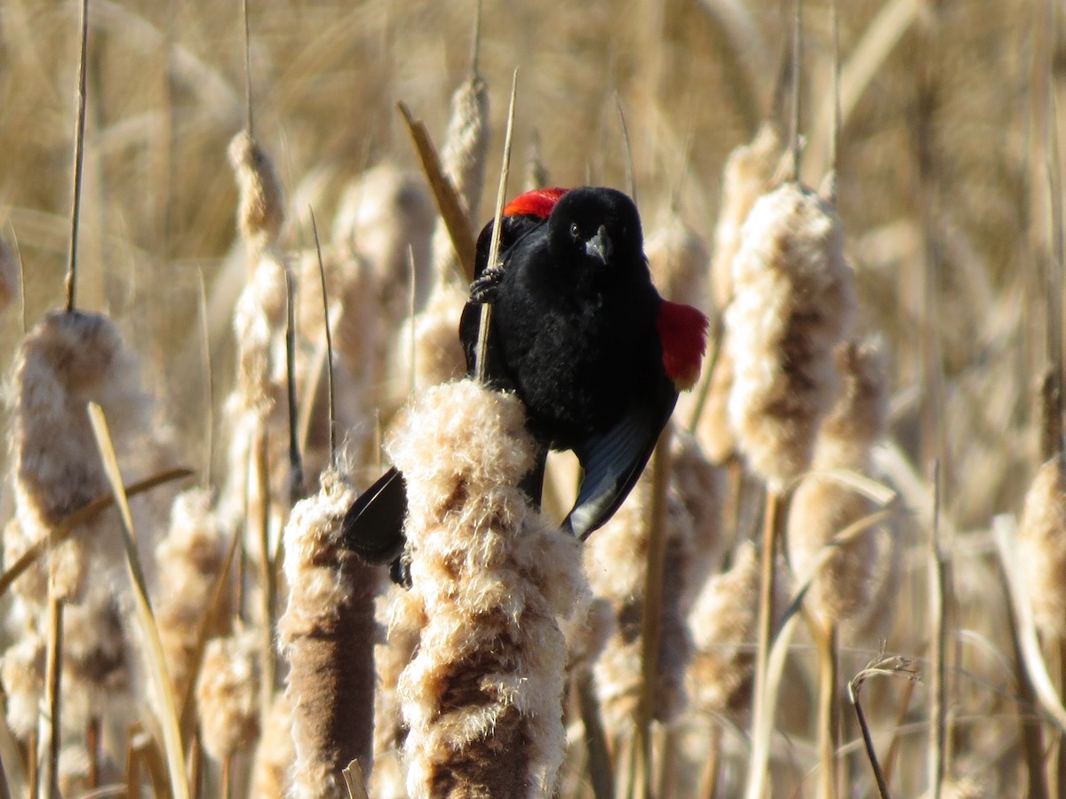 Red-winged Blackbird - ML88935291