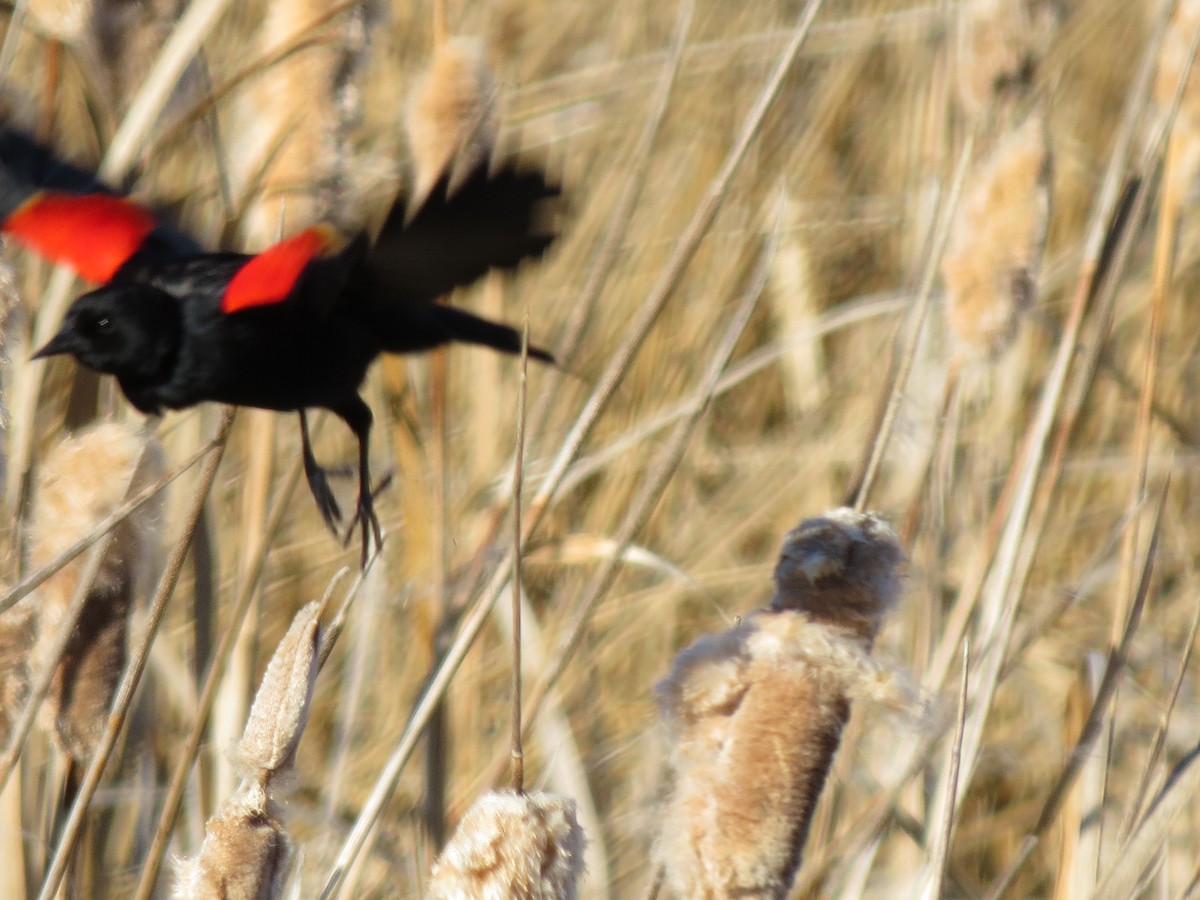 Red-winged Blackbird - ML88935311