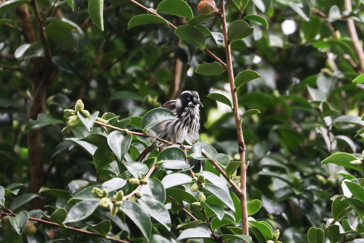 New Holland Honeyeater - Ged Tranter