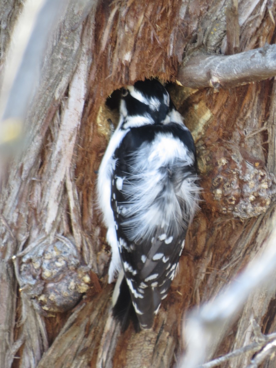 Downy Woodpecker - ML88935821