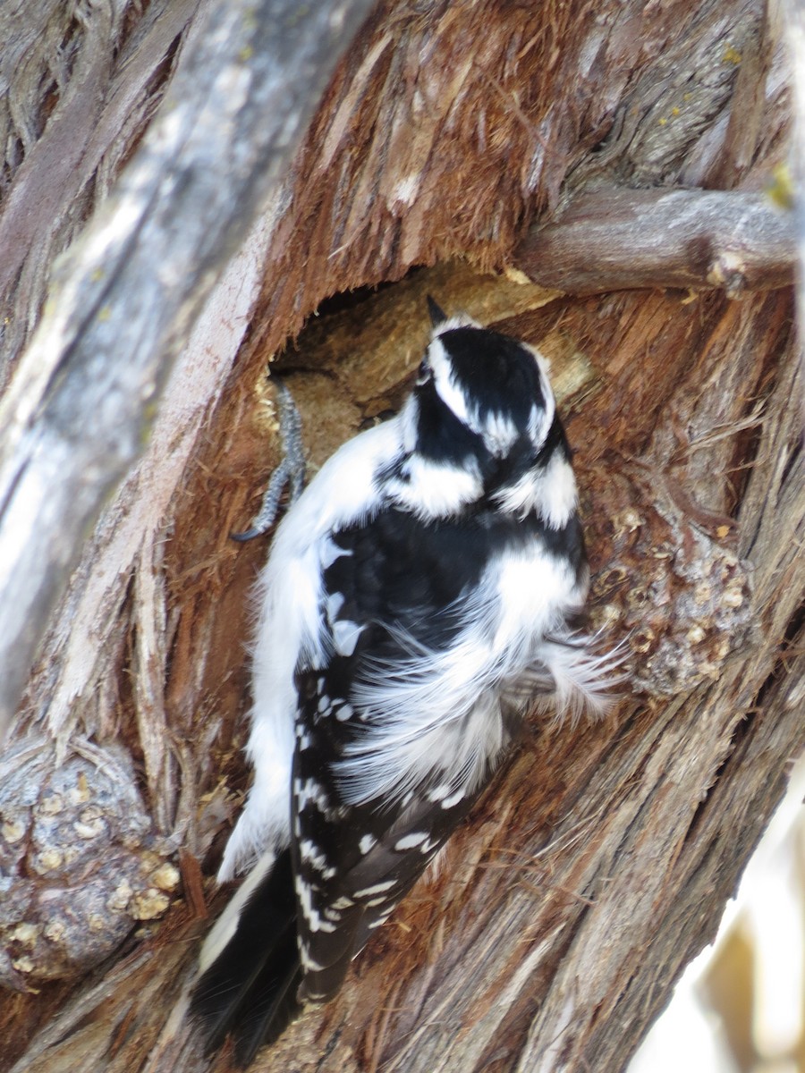 Downy Woodpecker - ML88935841