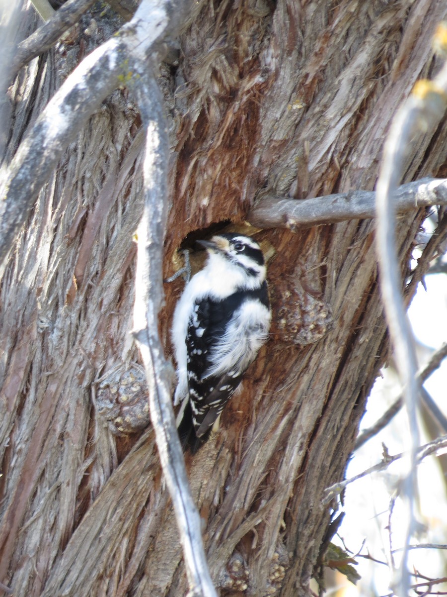 Downy Woodpecker - ML88935941