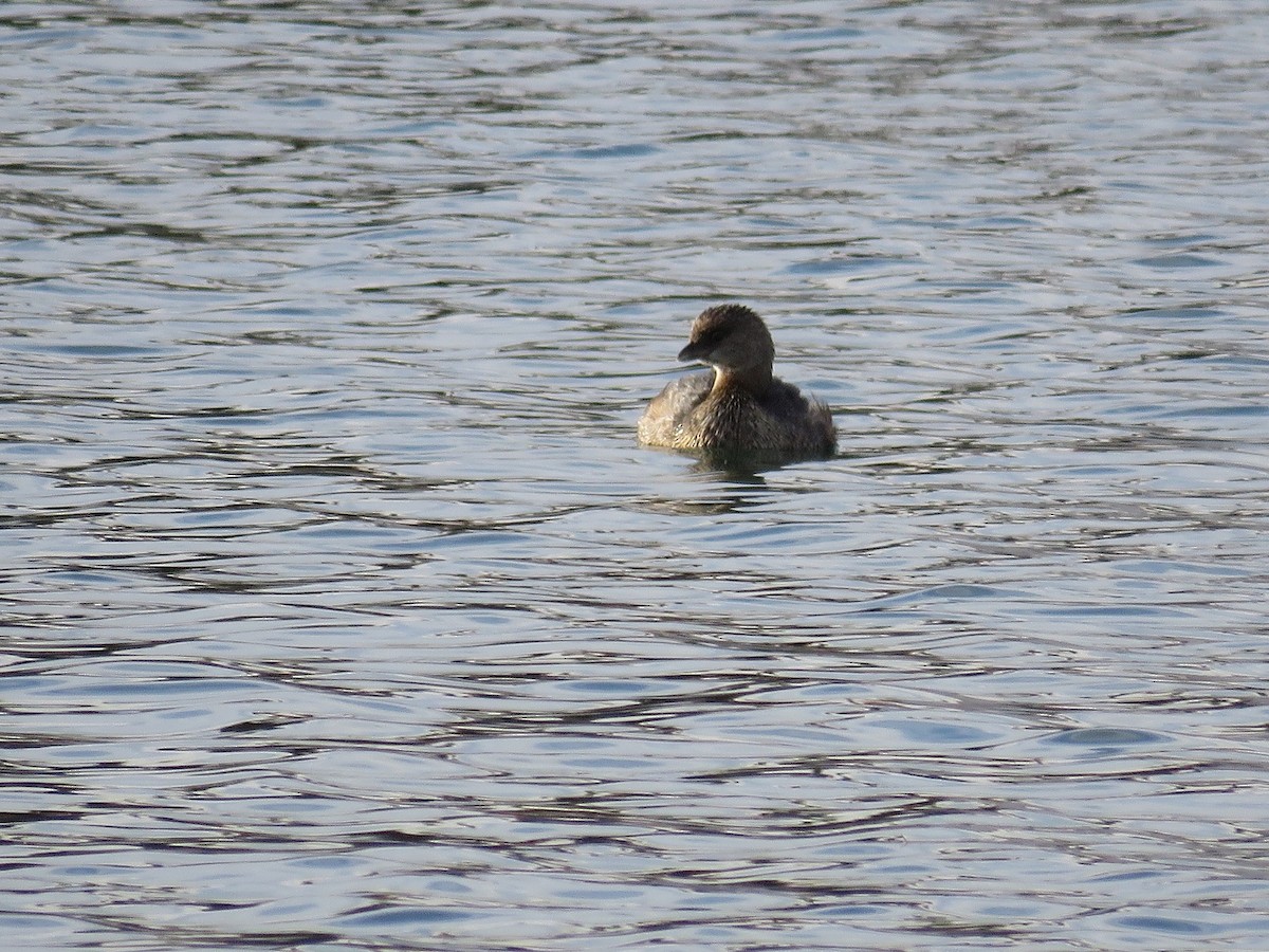 Pied-billed Grebe - ML88936691