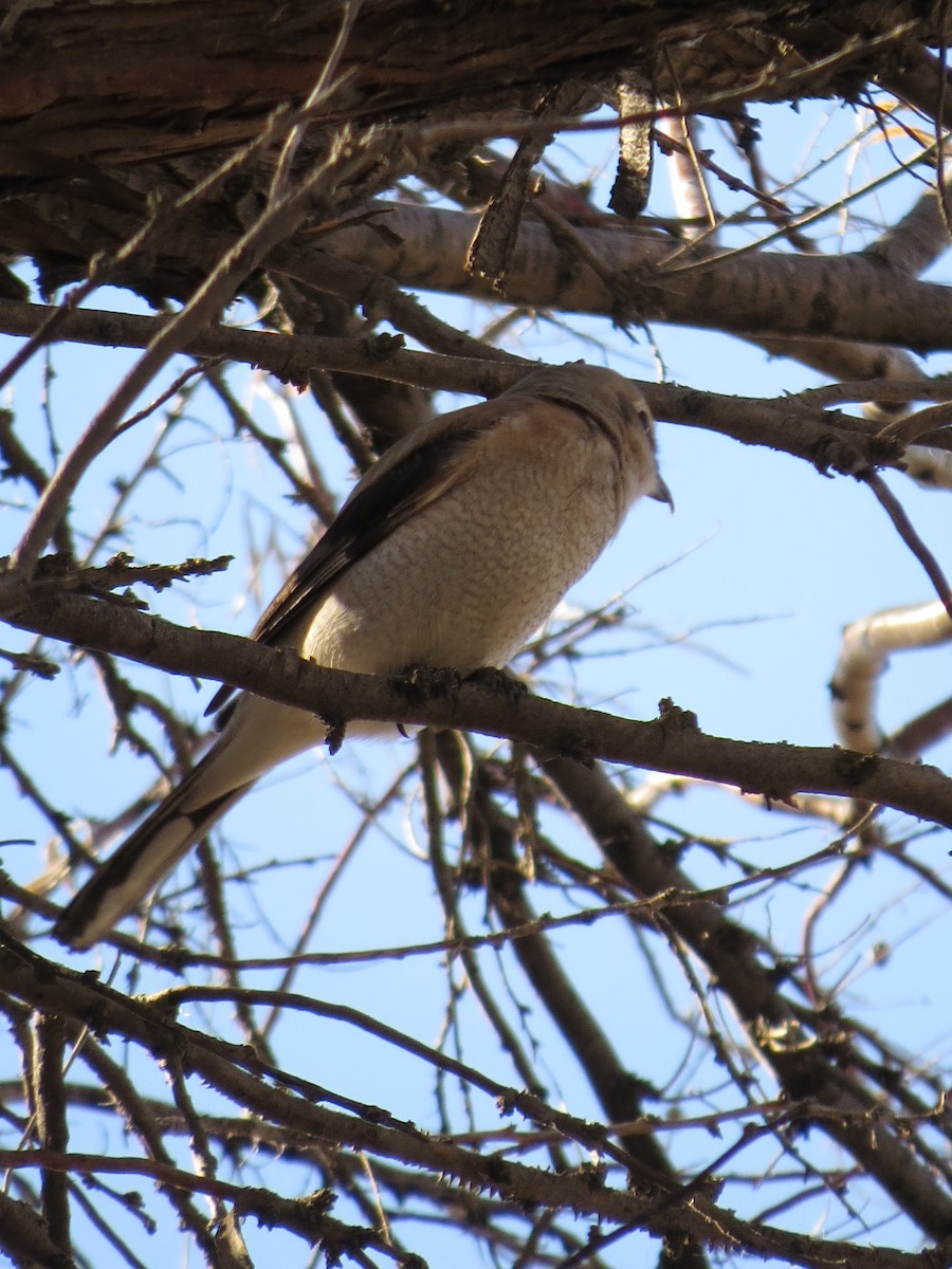 Northern Shrike - ML88937101