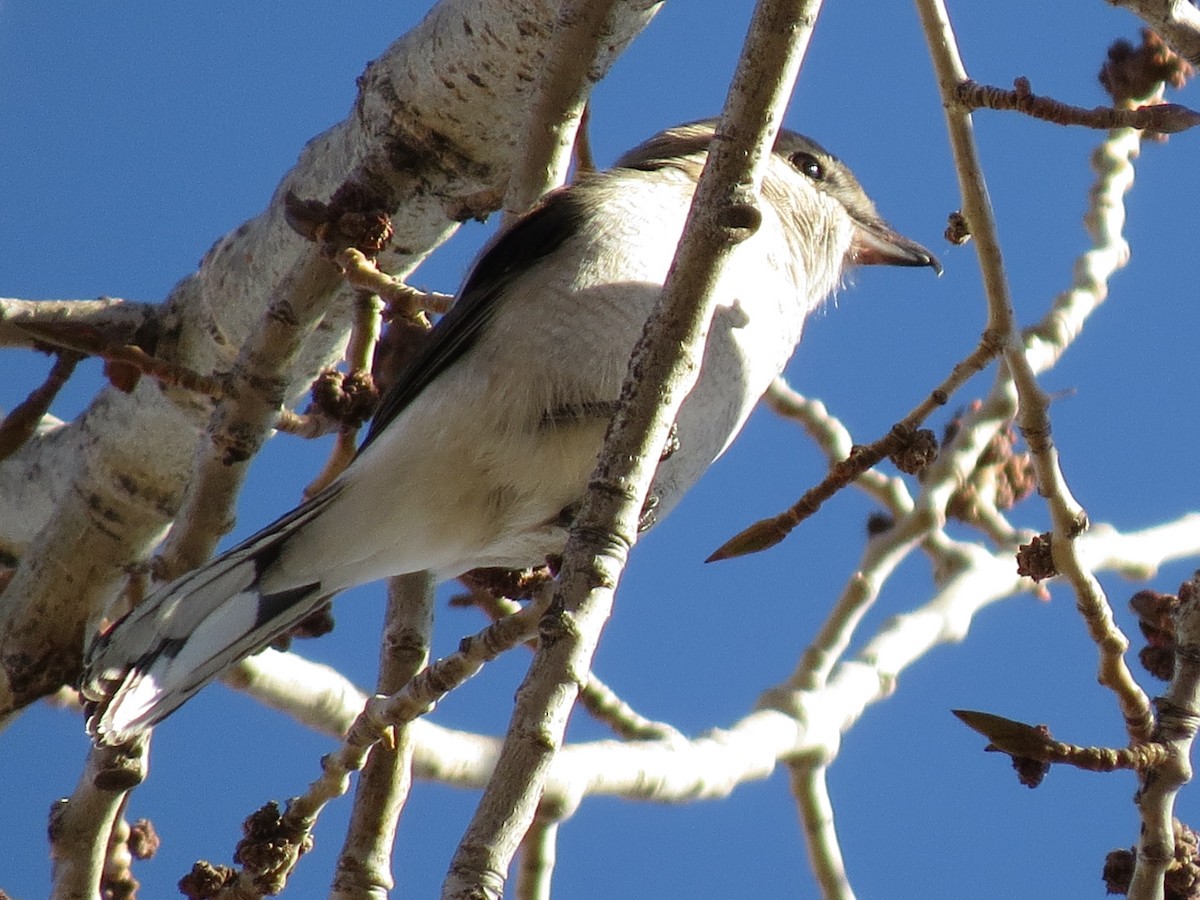 Northern Shrike - ML88937111