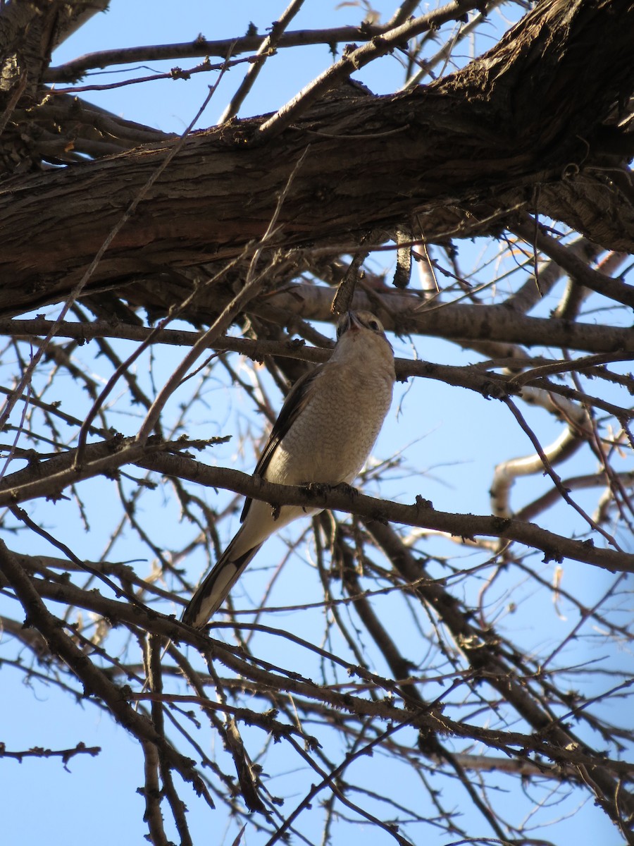 Northern Shrike - ML88937131