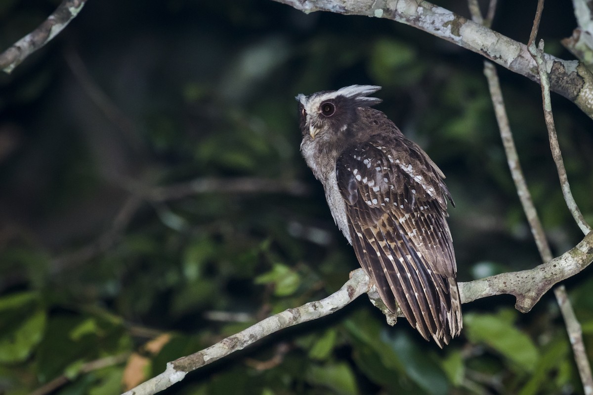 Crested Owl - ML88938751