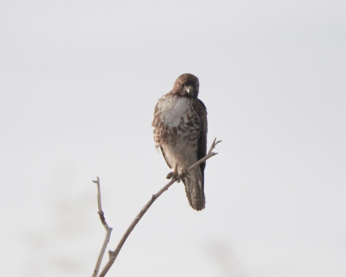 Red-tailed Hawk - ML88942921