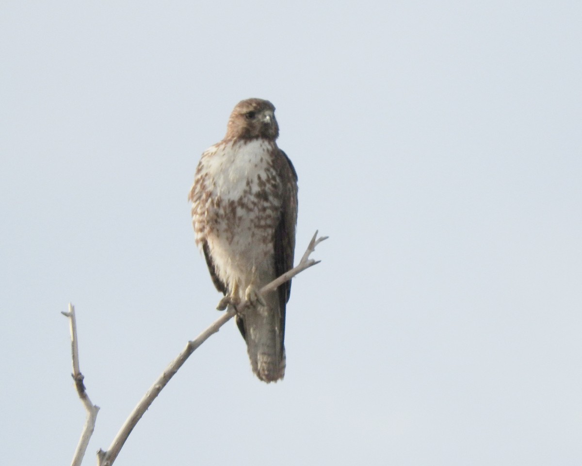Red-tailed Hawk - ML88943001