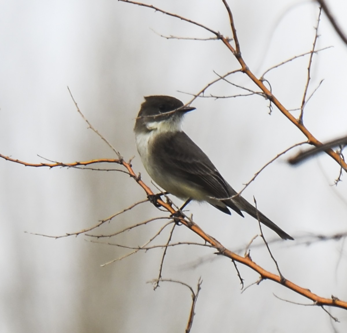 Eastern Phoebe - Van Truan