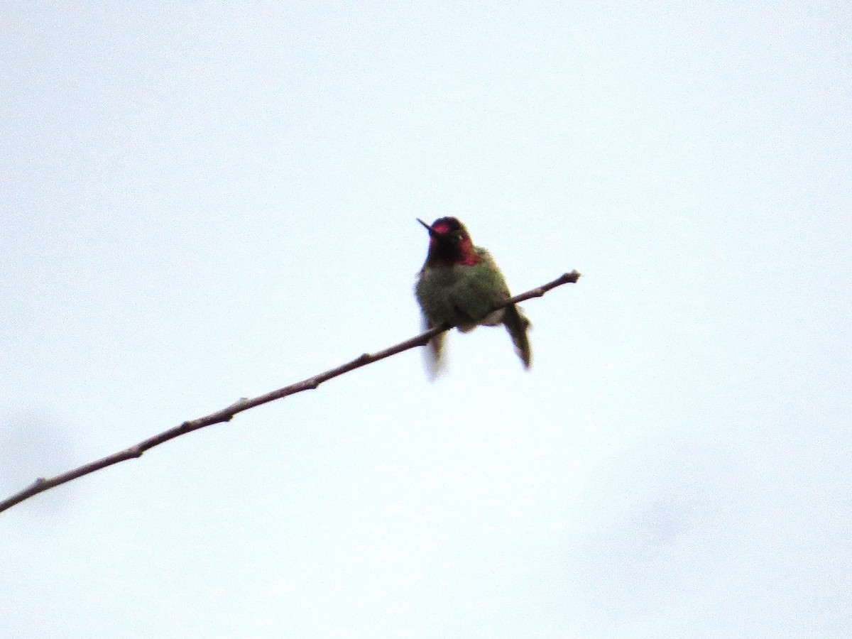 Anna's Hummingbird - Nels Nelson