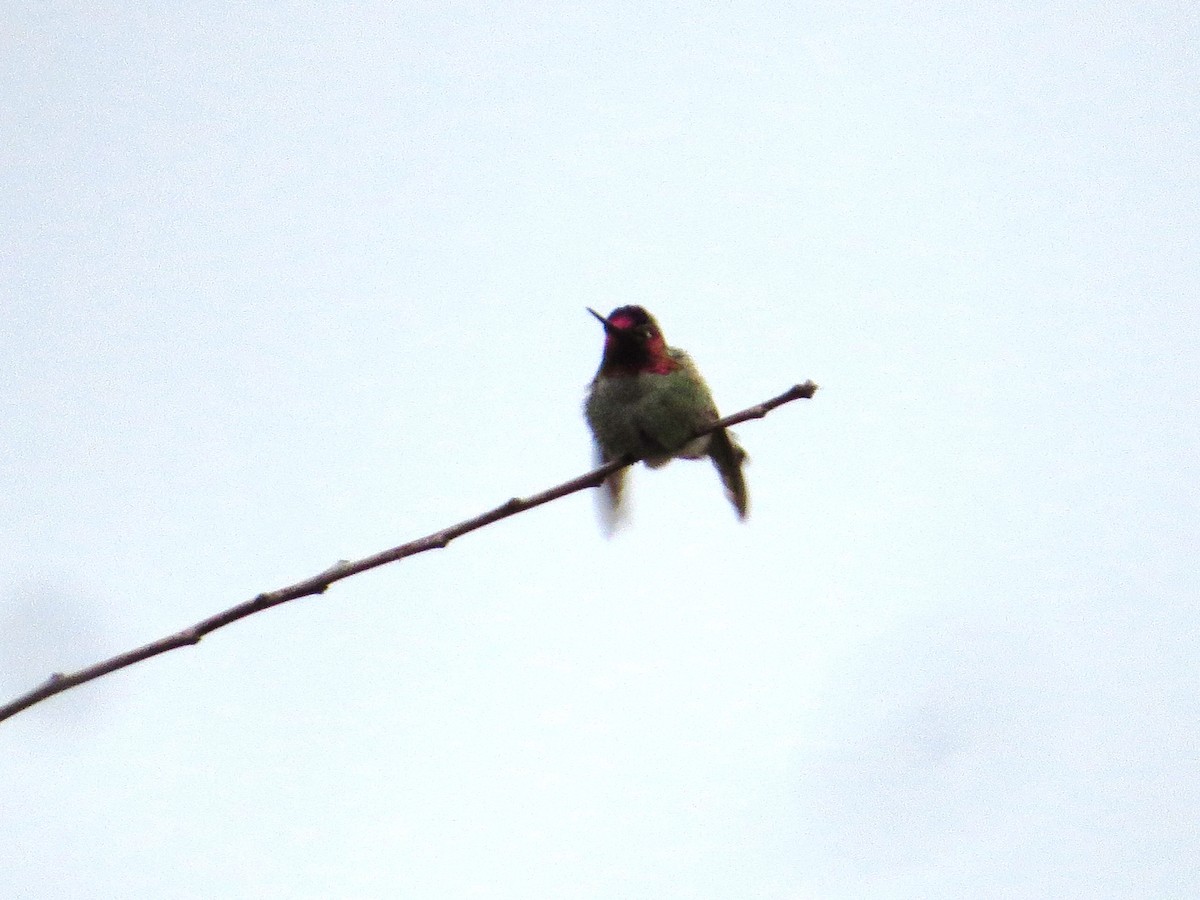 Anna's Hummingbird - ML88945031