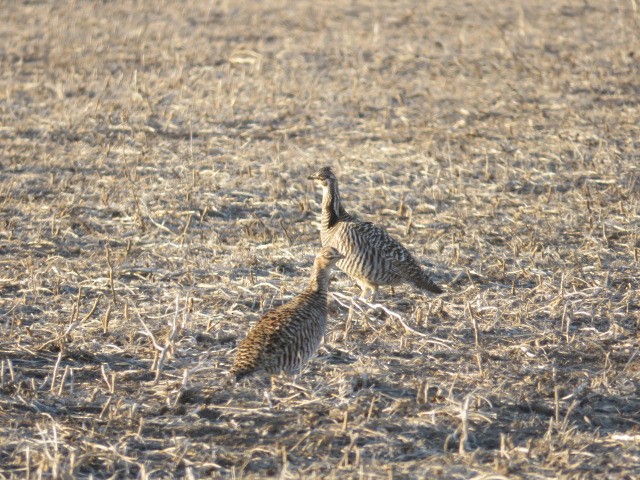Greater Prairie-Chicken - ML88947841