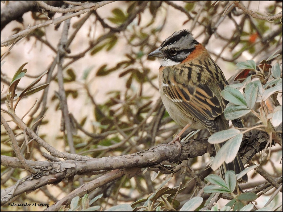 Rufous-collared Sparrow - ML88948441