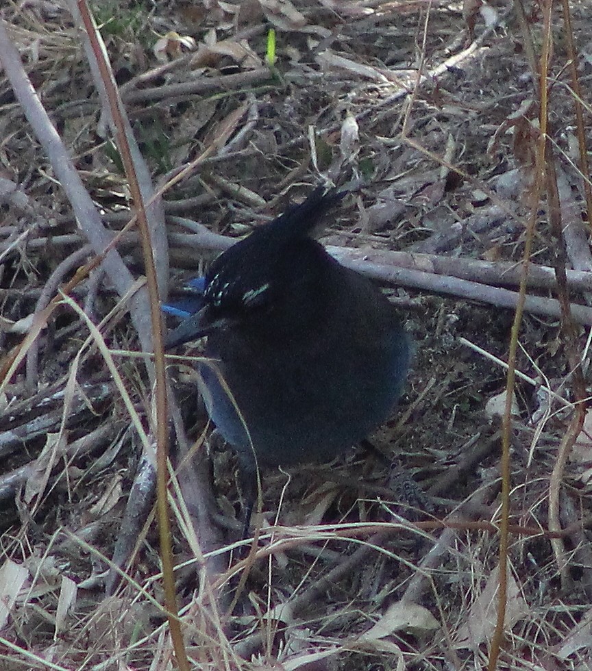 Steller's Jay - ML88950621