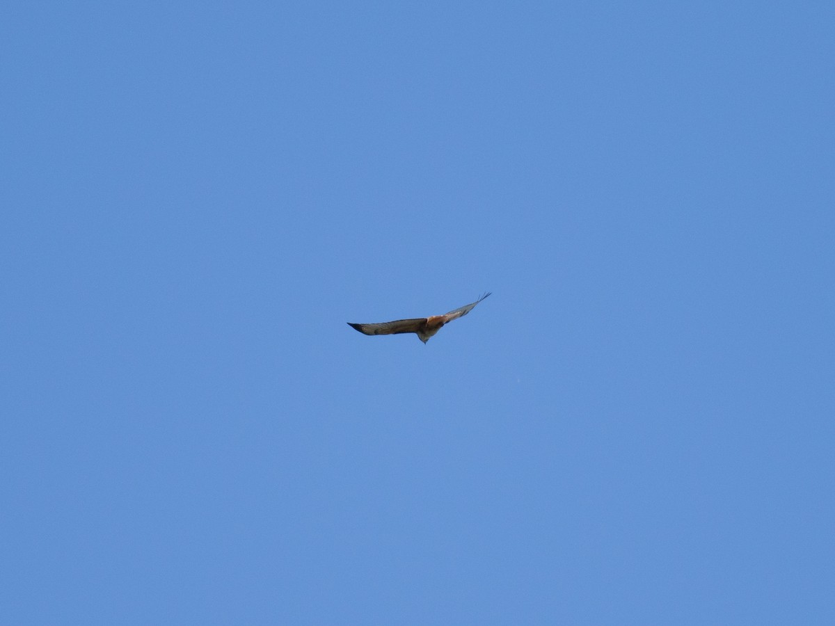 Red-tailed Hawk - ML88951051