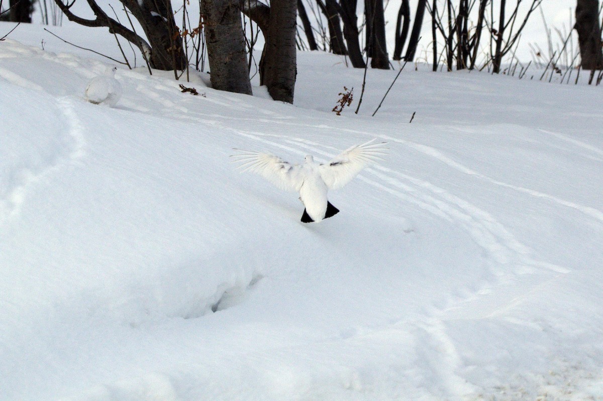 Willow Ptarmigan - John Corden