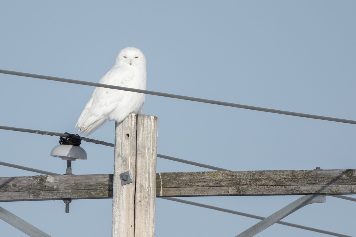 Snowy Owl - Debbie Young