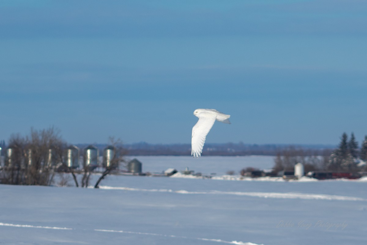 Snowy Owl - Debbie Young