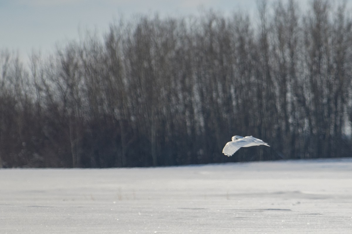 Snowy Owl - Debbie Young