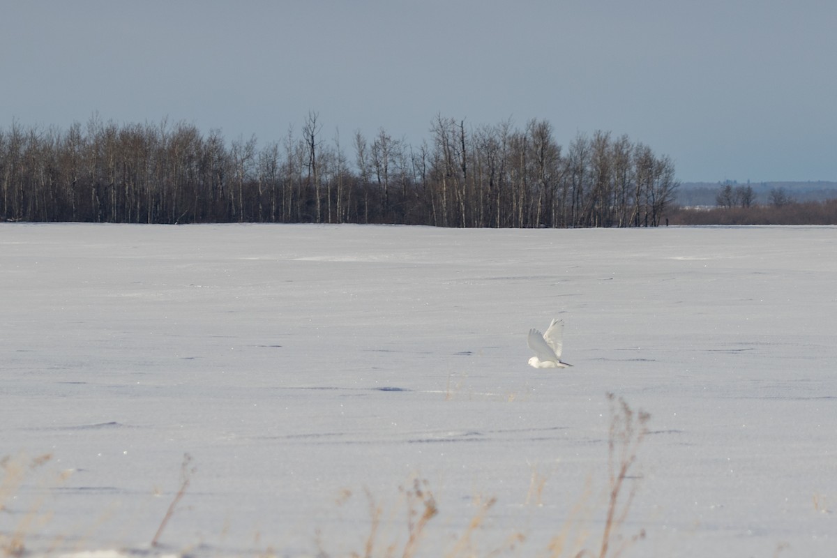 Harfang des neiges - ML88953781