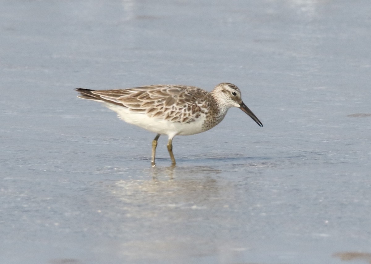 Great Knot - ML88954011