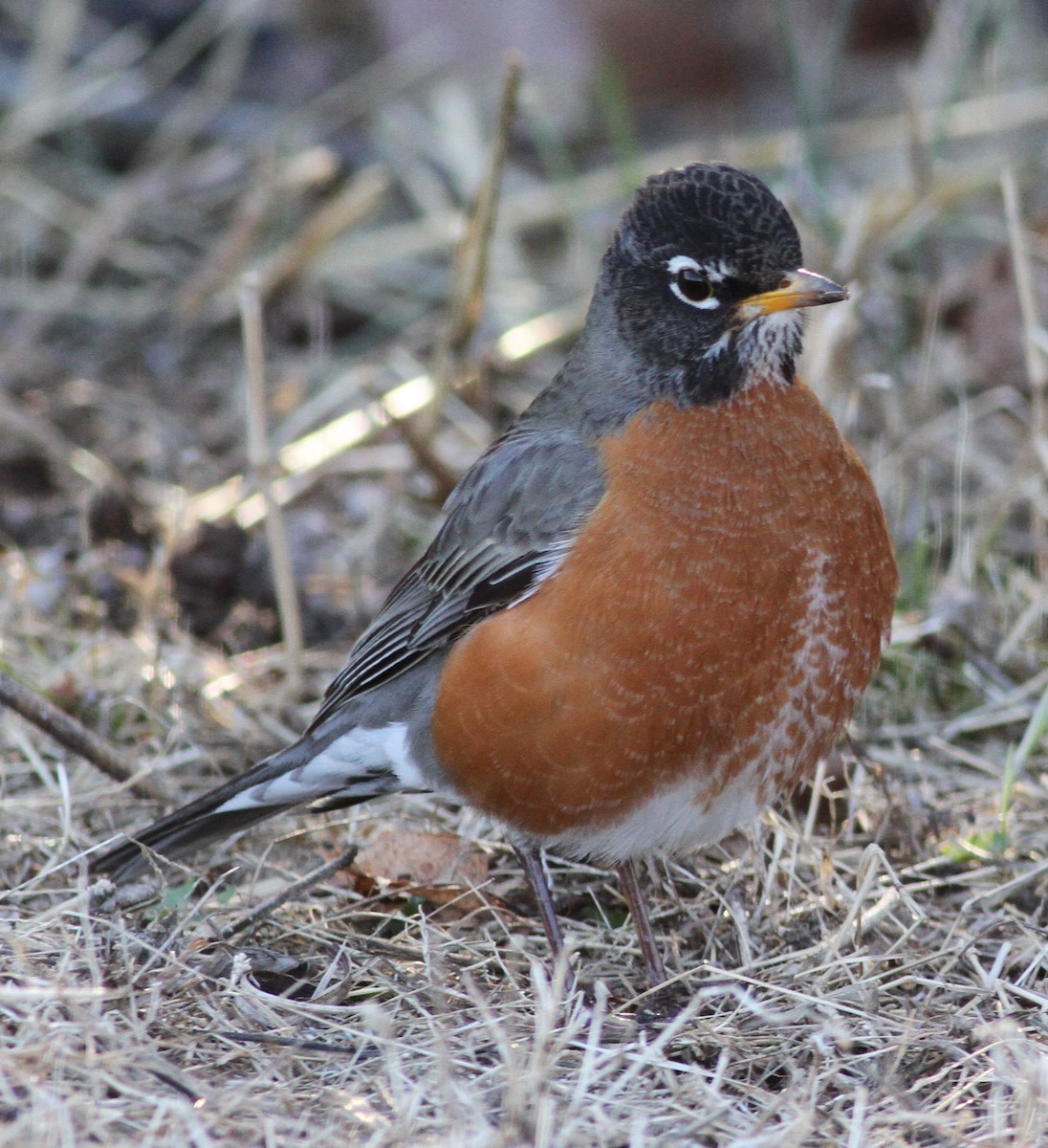 American Robin - Becky Lutz