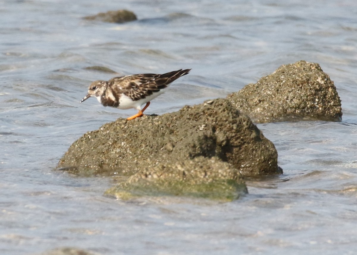 Ruddy Turnstone - ML88954851