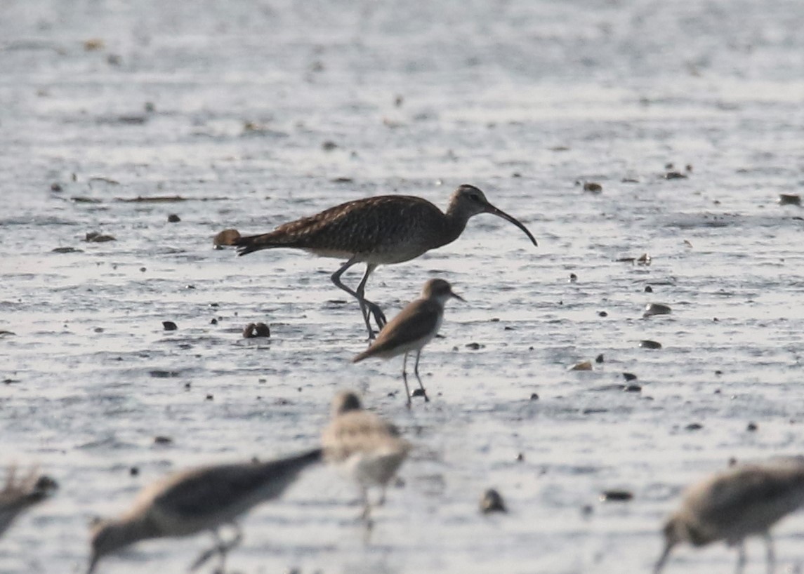 Whimbrel (Siberian) - ML88954981