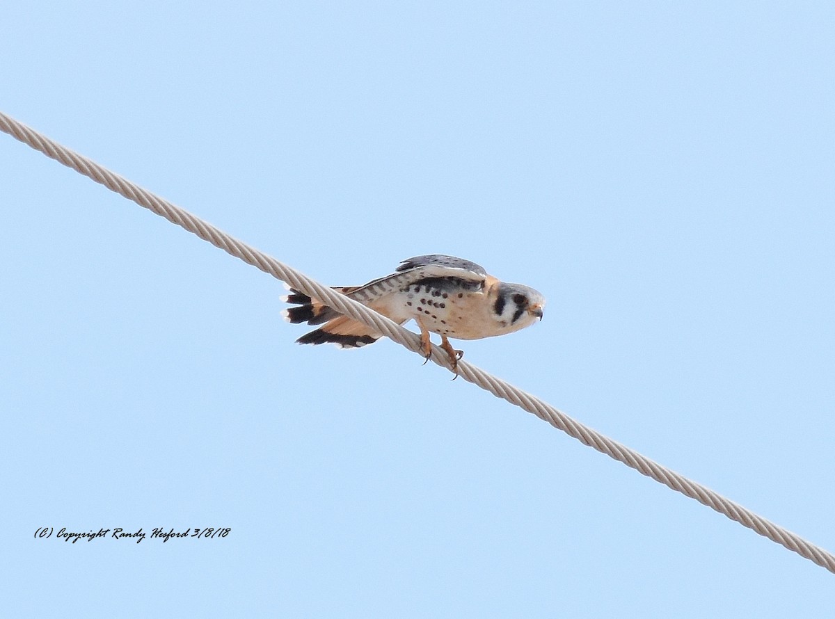 American Kestrel - Randy Hesford