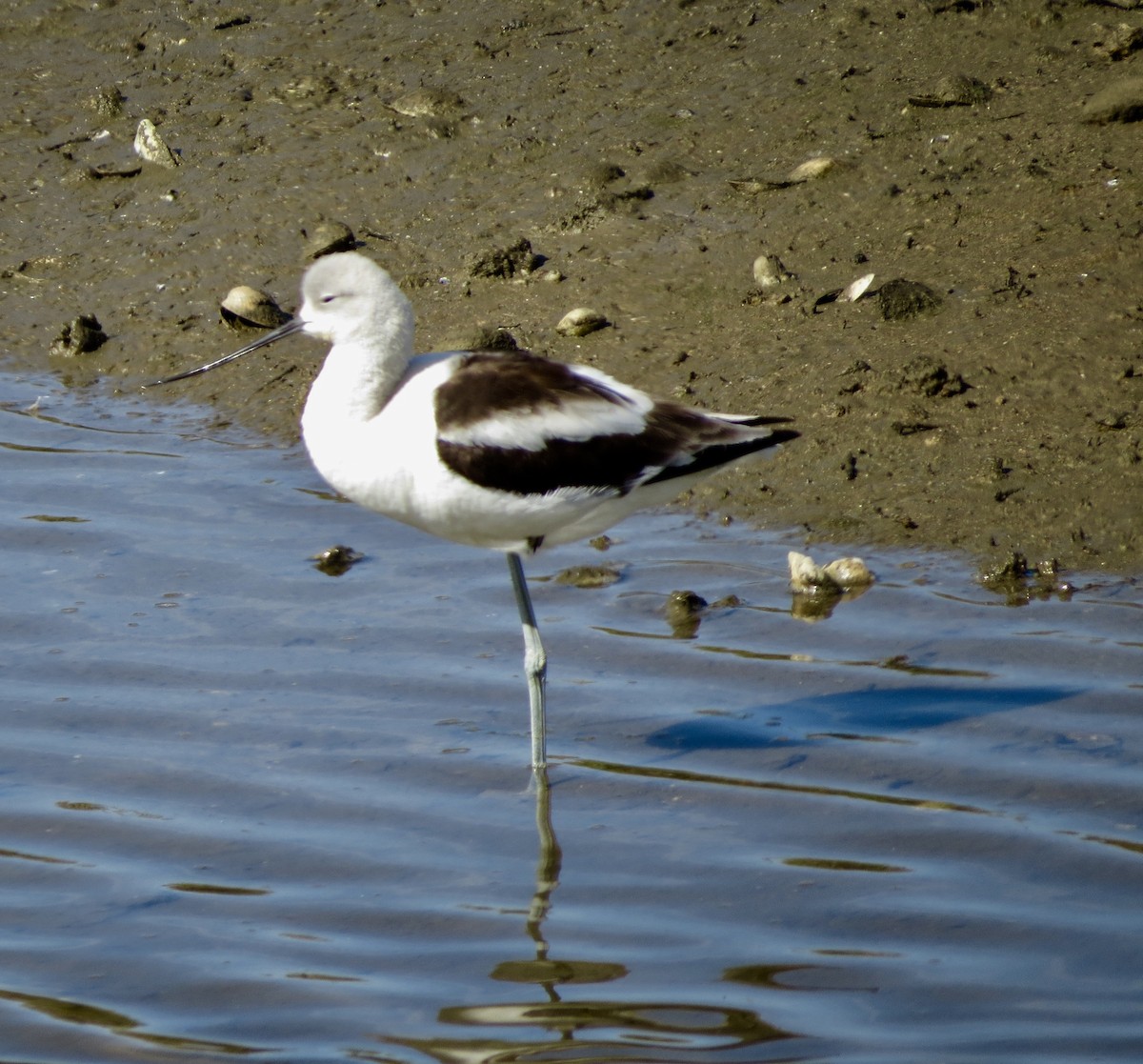 American Avocet - Terry Hill