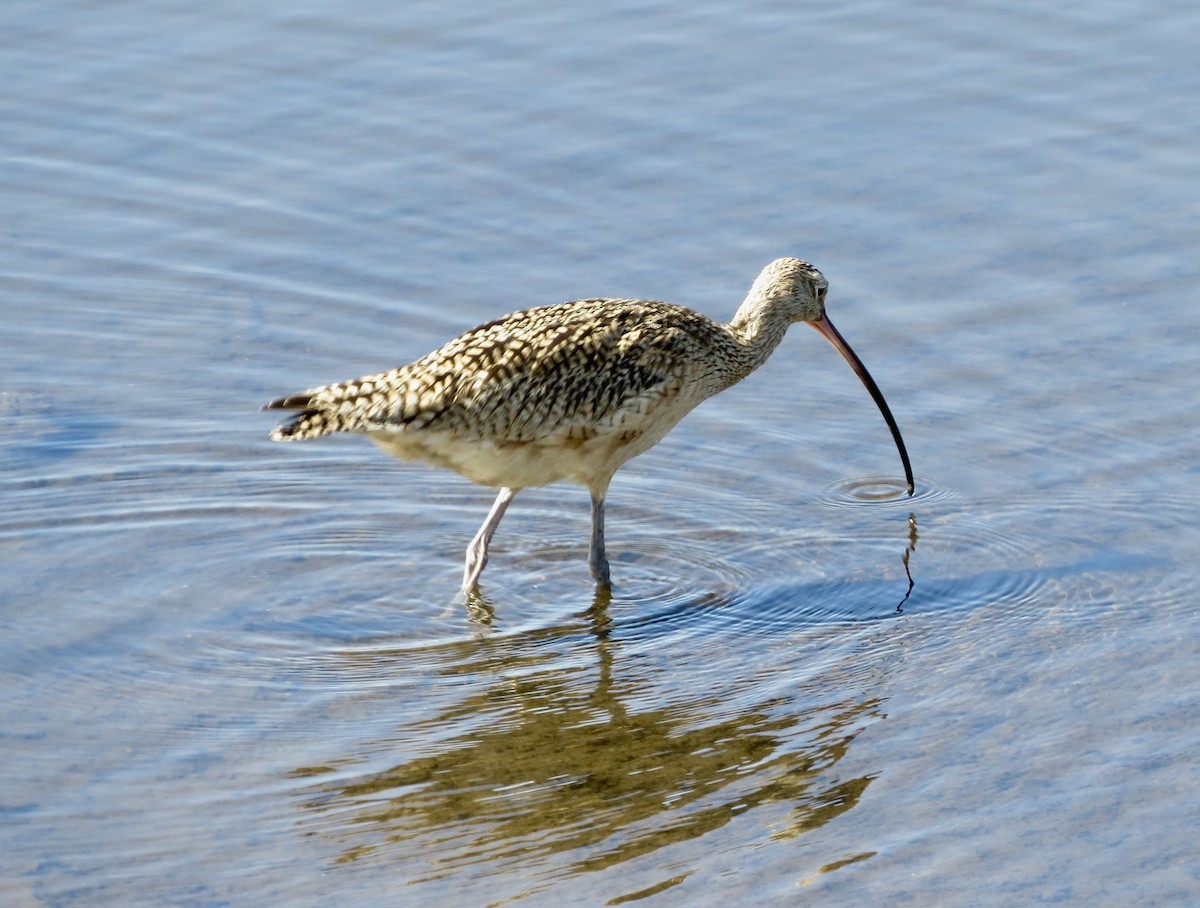 Long-billed Curlew - Terry Hill