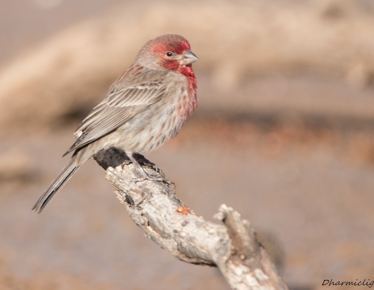 House Finch - ML88958321