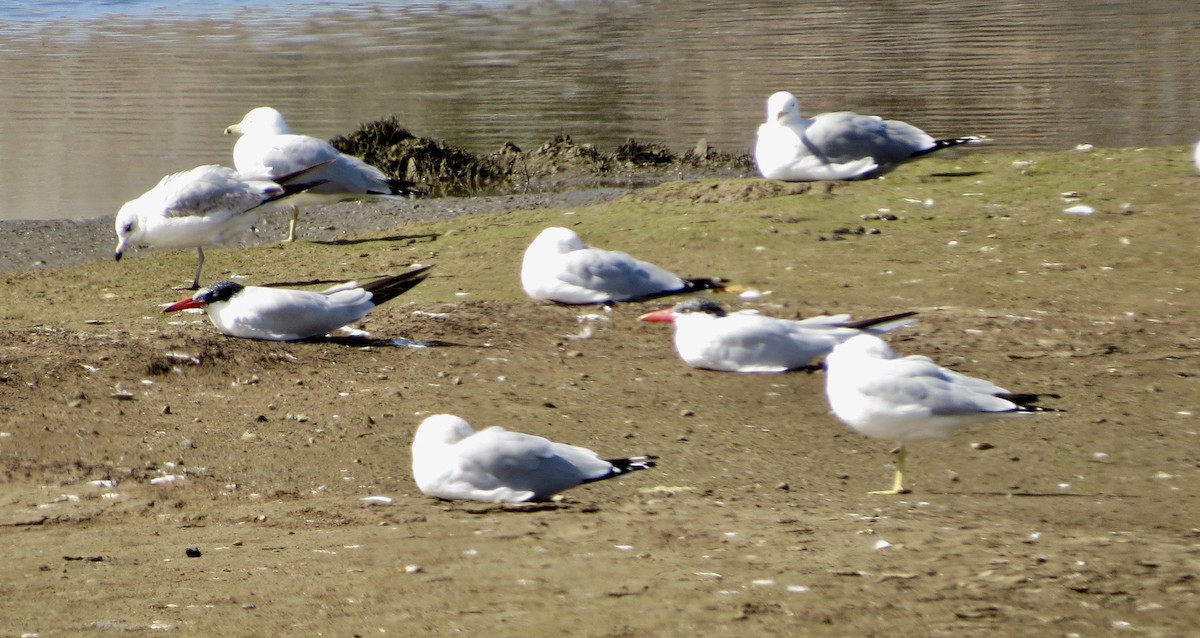 Ring-billed Gull - Terry Hill