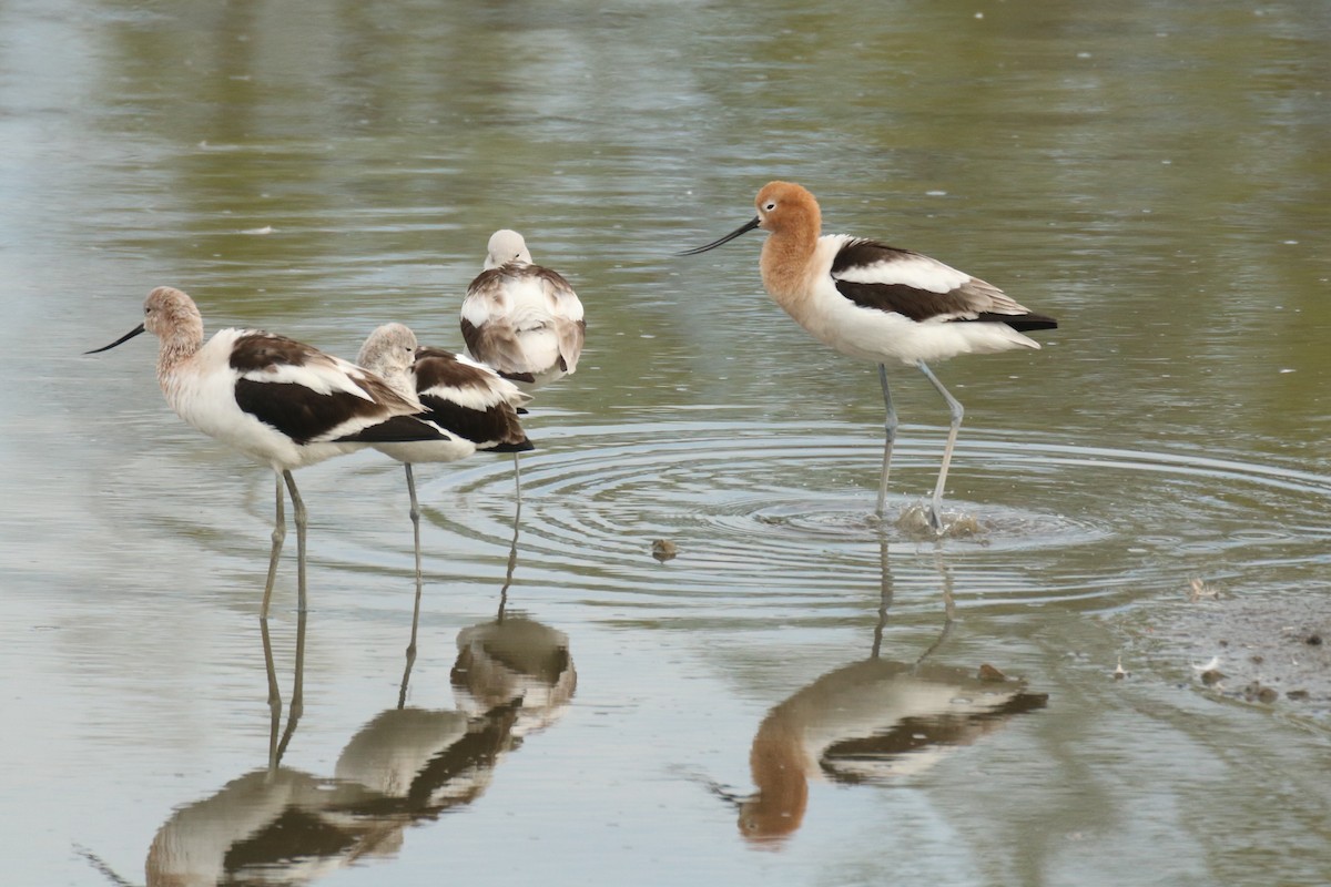 Avocette d'Amérique - ML88958691