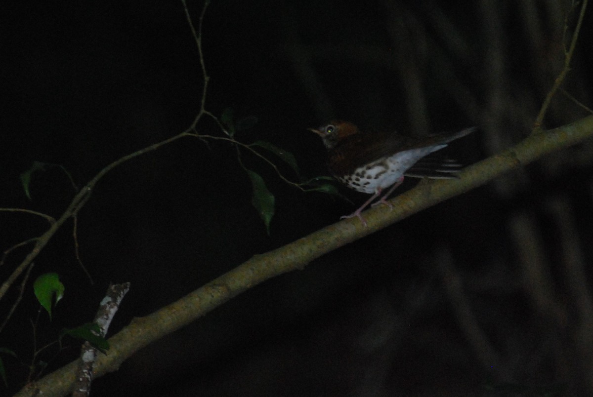 Wood Thrush - ML88960821