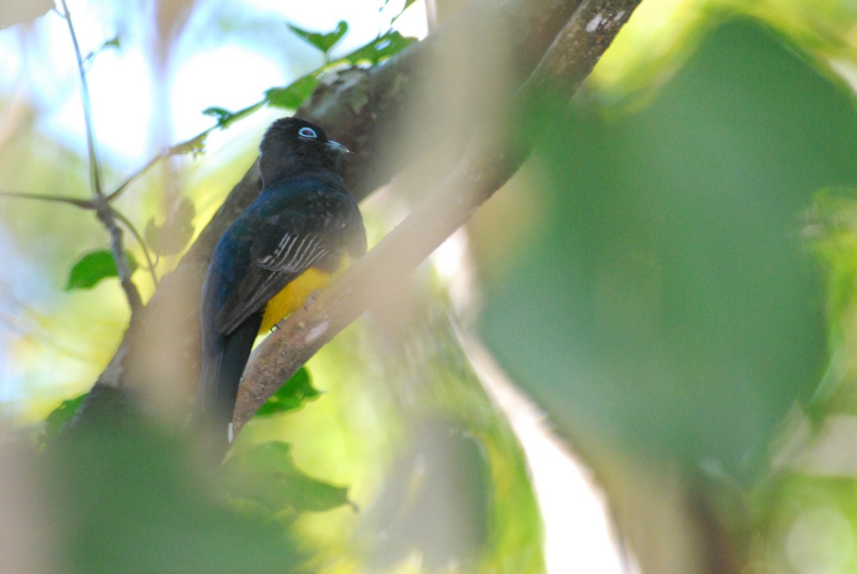 Trogon à tête noire - ML88960891