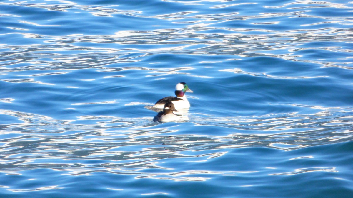 Bufflehead - Matthew Danihel