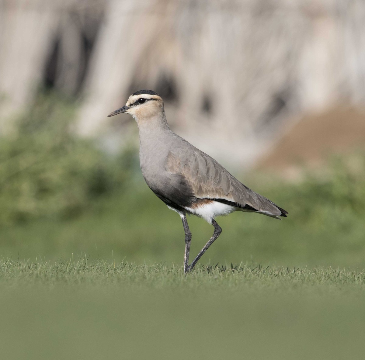 Sociable Lapwing - Huw Roberts