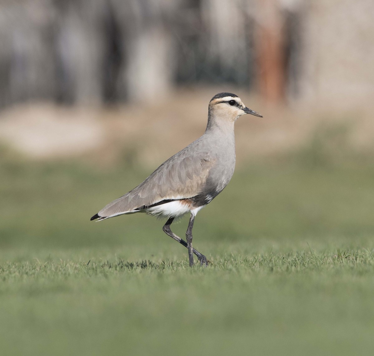 Sociable Lapwing - ML88962481