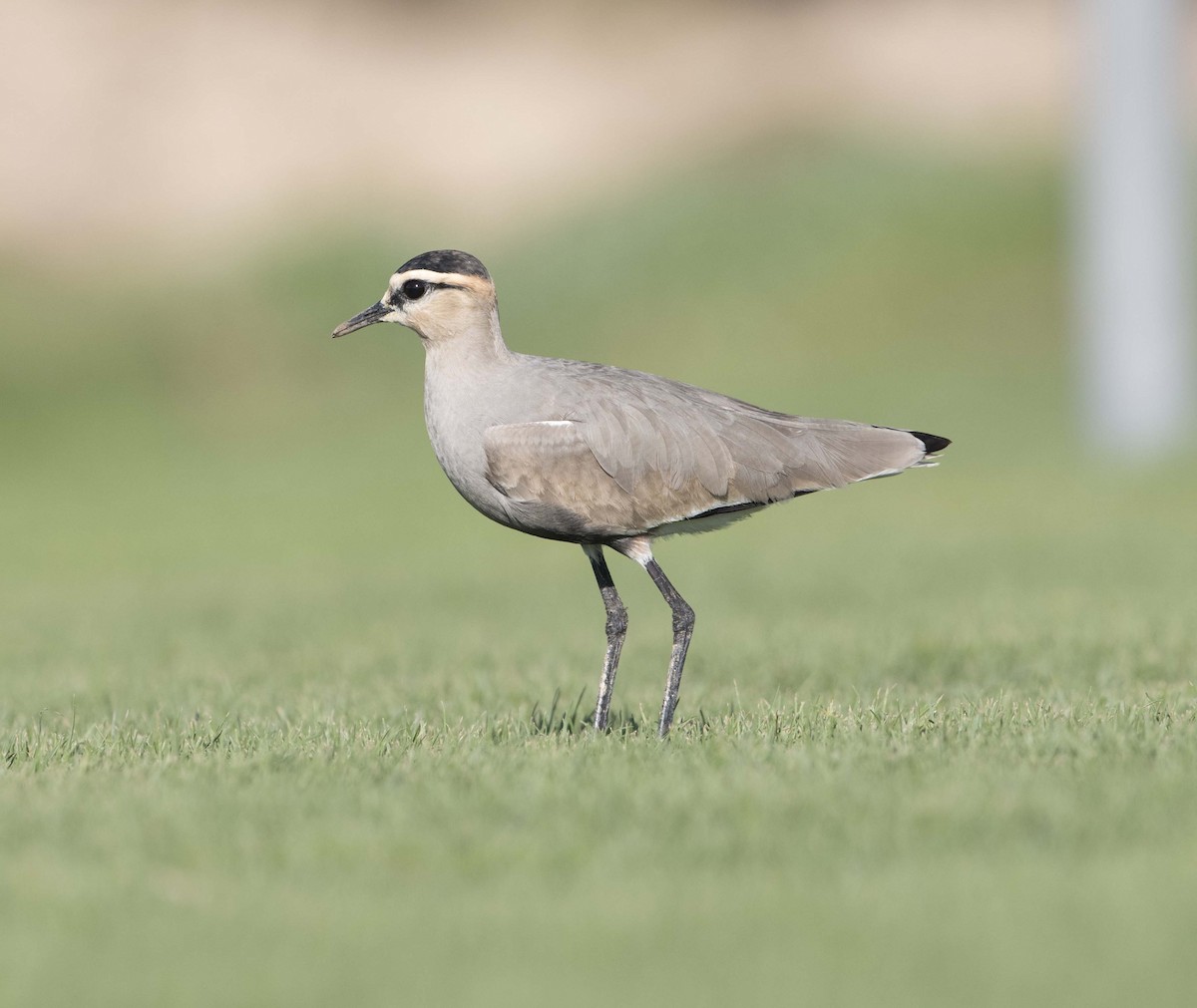 Sociable Lapwing - ML88962501