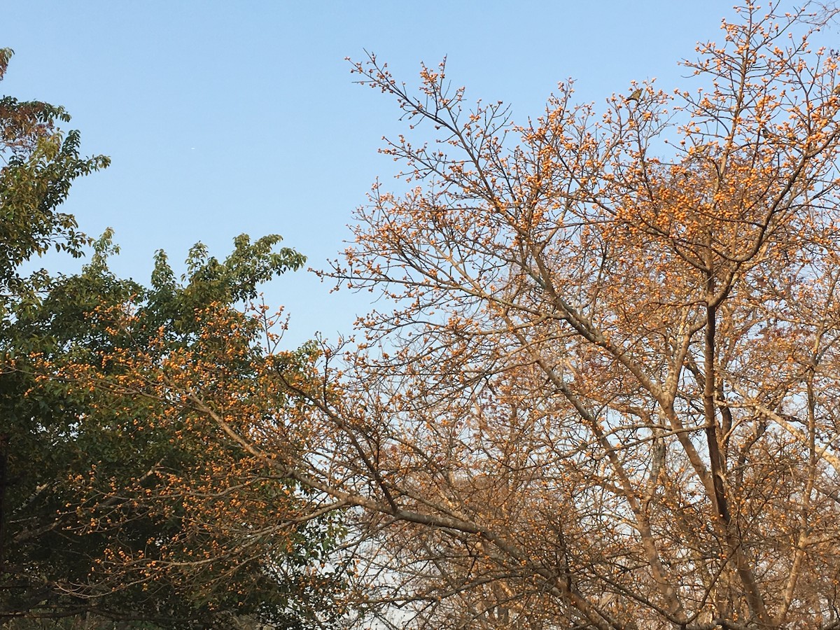 Malabar Pied-Hornbill - ML88963971