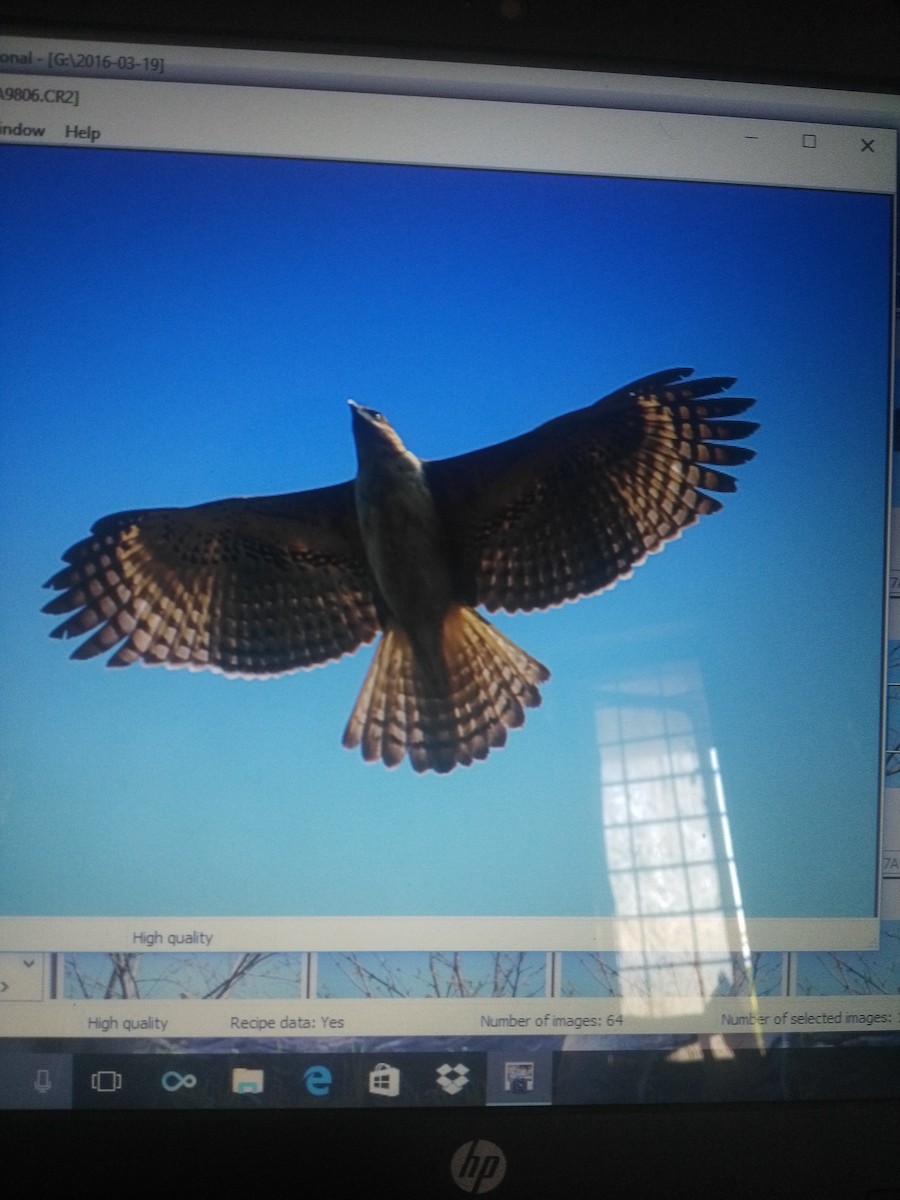 Bonelli's Eagle - ML88964531