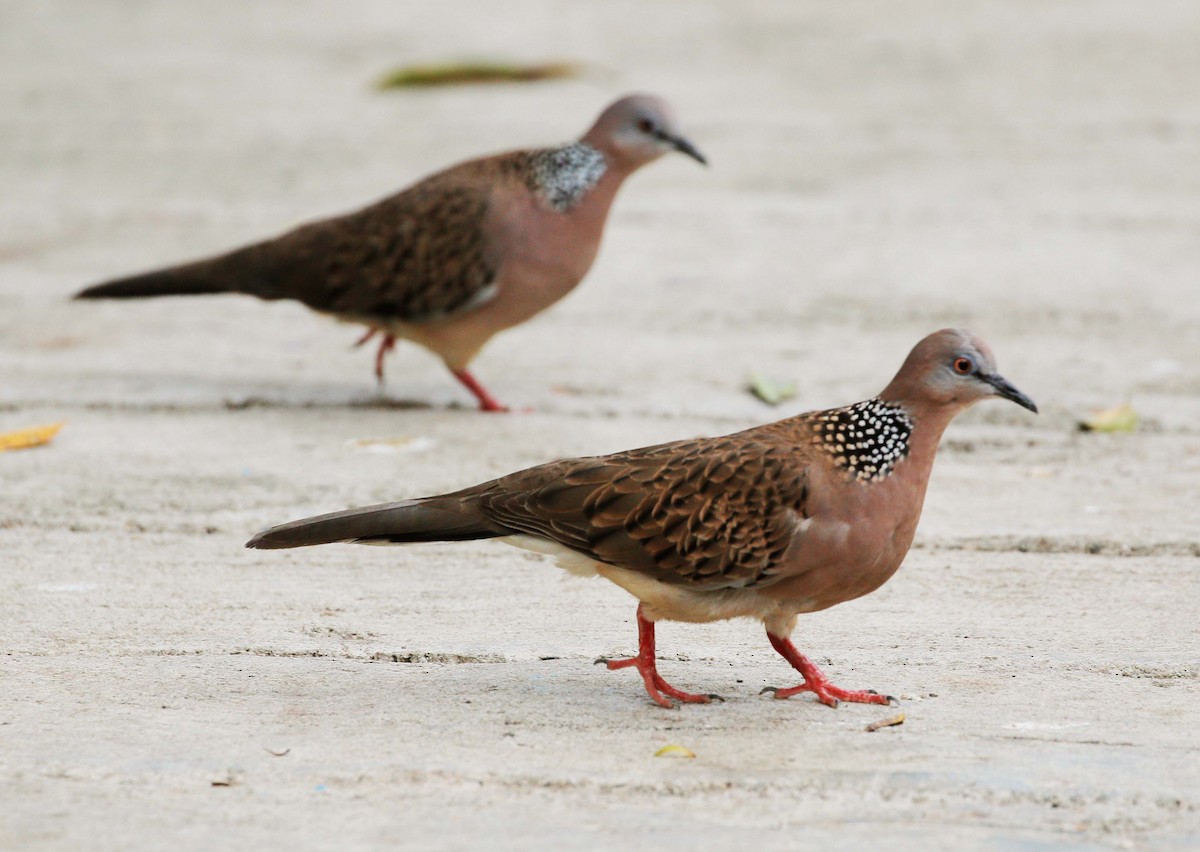Spotted Dove - ML88966691