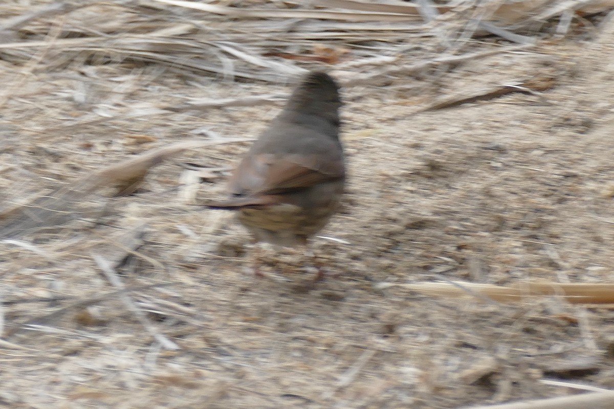 Fox Sparrow (Slate-colored) - ML88967451