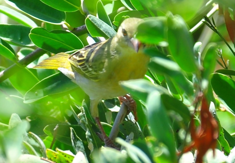 Rüppell's Weaver - ML88967861