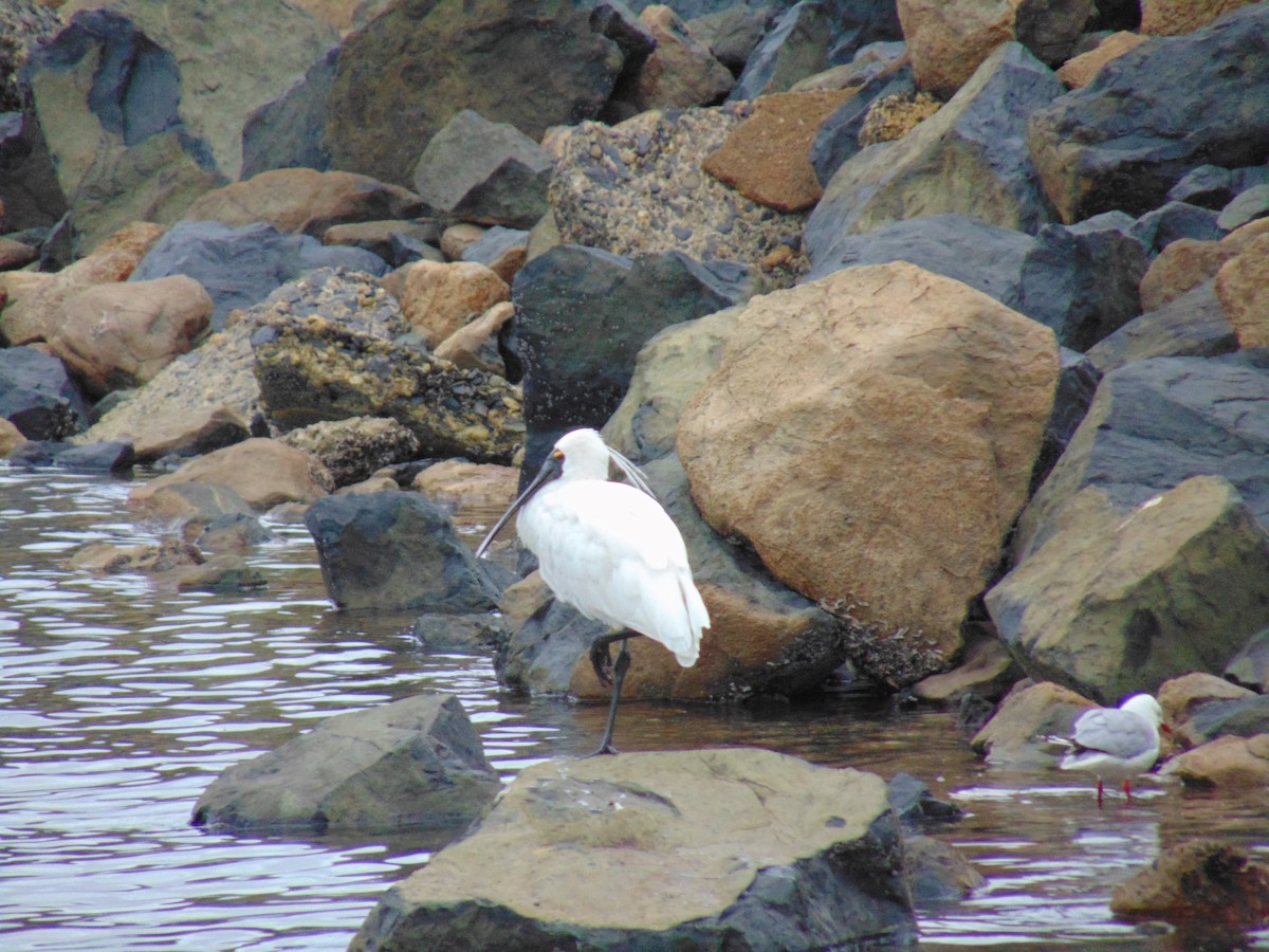 Royal Spoonbill - ML88969041