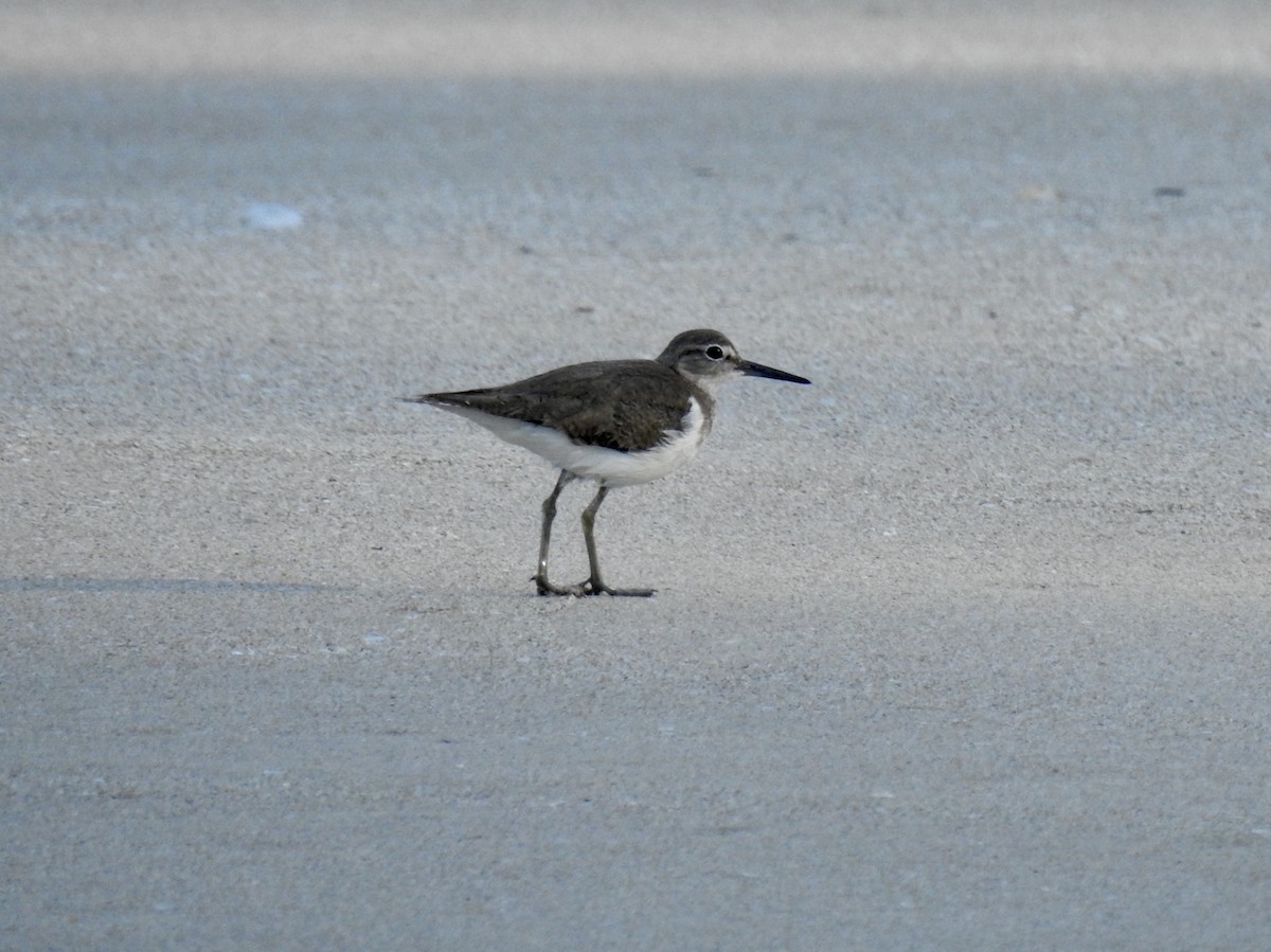 Common Sandpiper - ML88969201